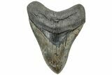 Serrated, Fossil Megalodon Tooth - South Carolina #310014-1